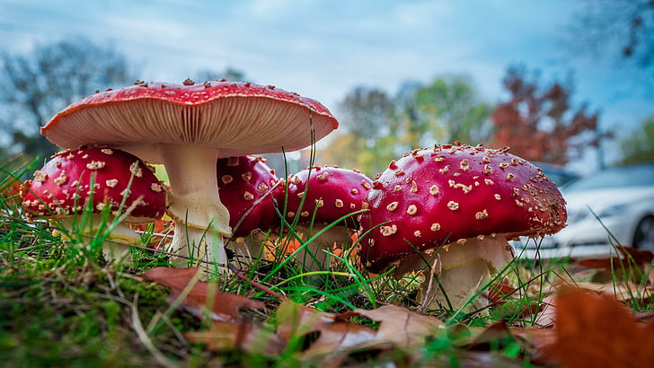 The Ancient and Modern Uses of Fly Agaric in Folk Medicine